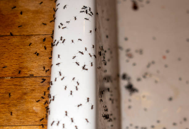 Best Commercial Pest Control Services  in Beechwood Village, KY