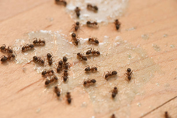 Flea Control Services in Beechwood Village, KY